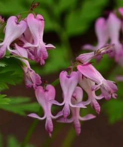 Garden Goods Direct Dicentra Eximia Perennials 6 Garden Goods Direct Dicentra Eximia Perennials