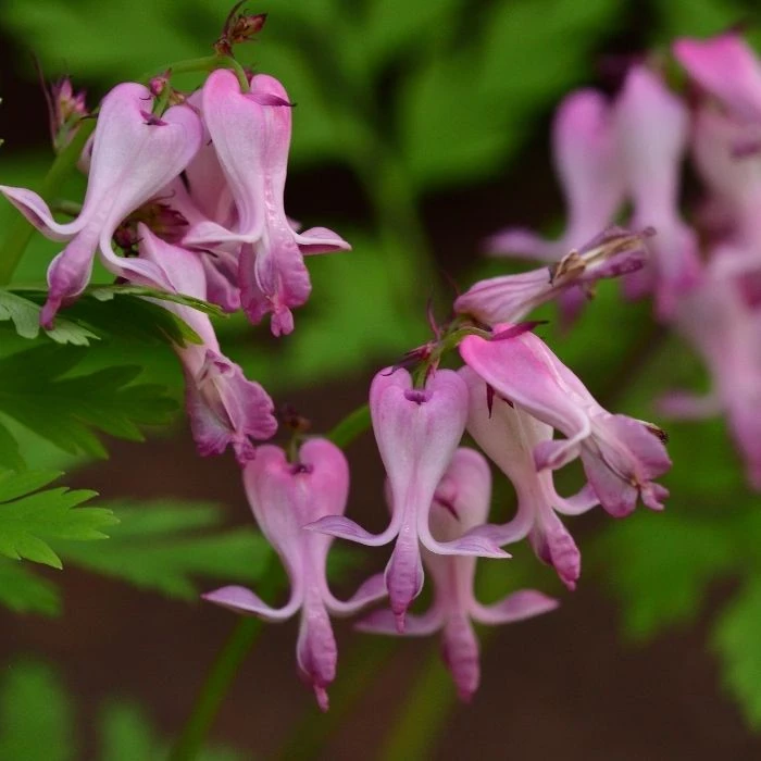 Garden Goods Direct Dicentra Eximia Perennials 3 Garden Goods Direct Dicentra Eximia Perennials