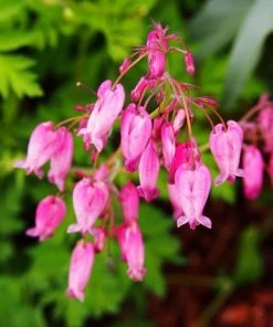Garden Goods Direct Dicentra Eximia Perennials