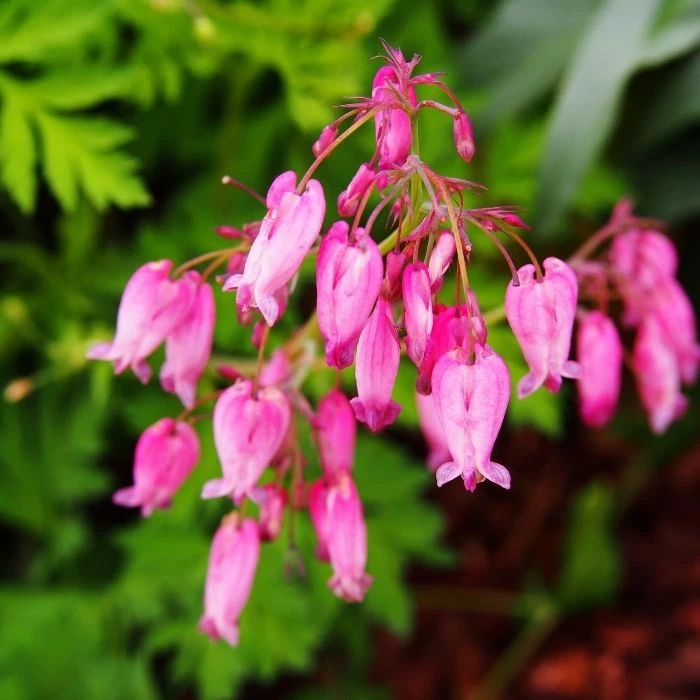 Garden Goods Direct Dicentra Eximia Perennials 1 Garden Goods Direct Dicentra Eximia Perennials