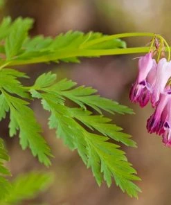 Garden Goods Direct Dicentra Eximia Perennials 7 Garden Goods Direct Dicentra Eximia Perennials