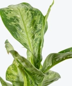Garden Goods Direct House Plants Dieffenbachia Memoria Corsii
