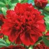 Garden Goods Direct Double Red Peony
