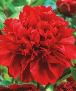 Garden Goods Direct Double Red Peony