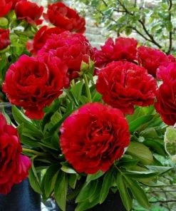 Garden Goods Direct Double Red Peony