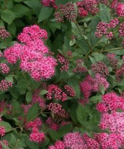 Garden Goods Direct Shrubs Proven Winners® Color Choice® Double Play® Artisan® Spirea