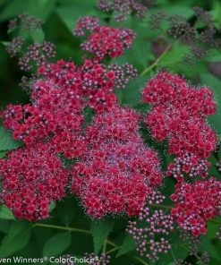 Garden Goods Direct Proven Winners® Color Choice® Double Play® Red Spirea