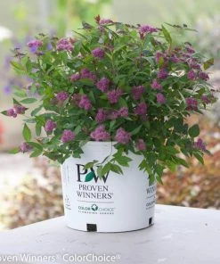Garden Goods Direct Shrubs Proven Winners® Color Choice® Double Play® Artisan® Spirea