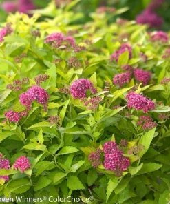 Garden Goods Direct Proven Winners® Color Choice® Double Play® Gold Spirea