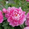 Garden Goods Direct Perennials Dr. Alexander Fleming Peony