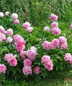 Garden Goods Direct Perennials Dr. Alexander Fleming Peony