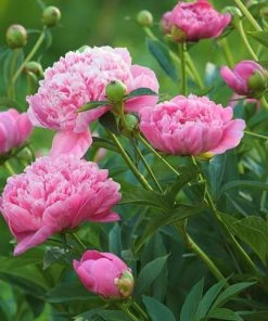 Garden Goods Direct Perennials Dr. Alexander Fleming Peony