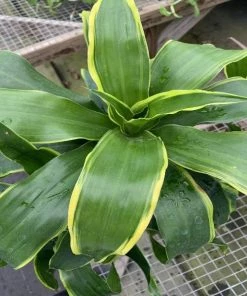 Garden Goods Direct Dracaena Dorado