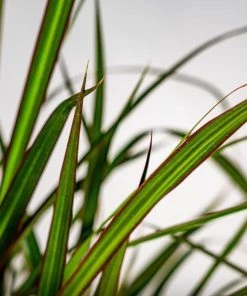 Garden Goods Direct Dracaena Marginata 6 Garden Goods Direct Dracaena Marginata