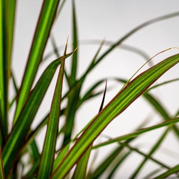Garden Goods Direct Dracaena Marginata 3 Garden Goods Direct Dracaena Marginata