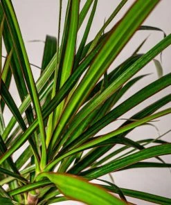Garden Goods Direct Dracaena Marginata