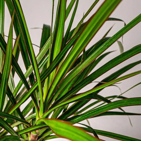 Garden Goods Direct Dracaena Marginata 2 Garden Goods Direct Dracaena Marginata