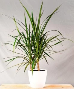 Garden Goods Direct Dracaena Marginata