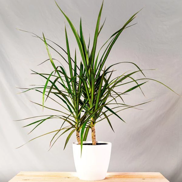 Garden Goods Direct Dracaena Marginata 1 Garden Goods Direct Dracaena Marginata