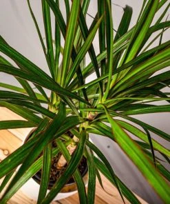 Garden Goods Direct Dracaena Marginata 7 Garden Goods Direct Dracaena Marginata