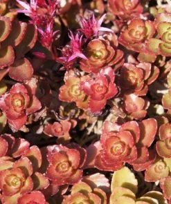 Garden Goods Direct Perennials Dragon's Blood Sedum