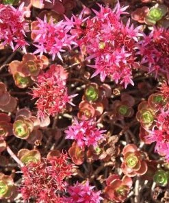 Garden Goods Direct Perennials Dragon's Blood Sedum