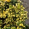 Garden Goods Direct Drops Of Gold Holly