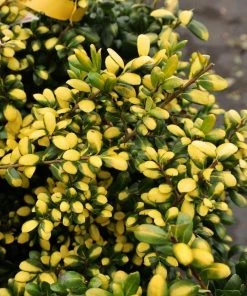 Garden Goods Direct Drops Of Gold Holly