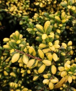 Garden Goods Direct Drops Of Gold Holly