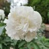 Garden Goods Direct Duchesse De Nemours Peony