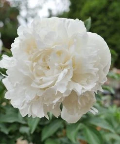 Garden Goods Direct Duchesse De Nemours Peony