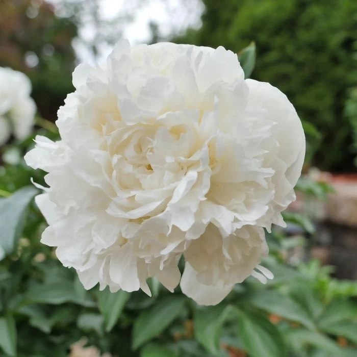 Garden Goods Direct Duchesse De Nemours Peony 1 Garden Goods Direct Duchesse De Nemours Peony