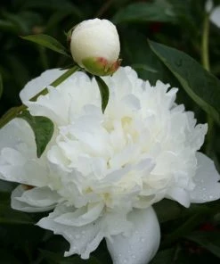 Garden Goods Direct Duchesse De Nemours Peony