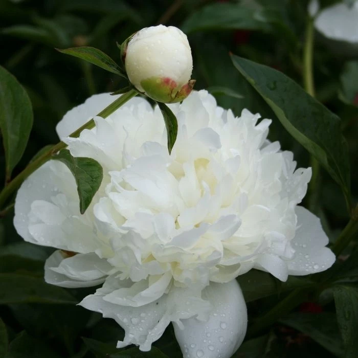 Garden Goods Direct Duchesse De Nemours Peony 2 Garden Goods Direct Duchesse De Nemours Peony