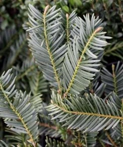 Garden Goods Direct Shrubs Duke Gardens Plum Yew