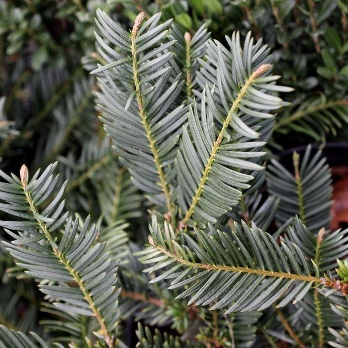 Garden Goods Direct Shrubs Duke Gardens Plum Yew 2 Garden Goods Direct Shrubs Duke Gardens Plum Yew