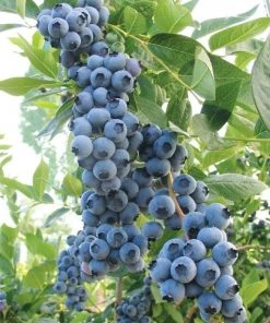 Garden Goods Direct Duke Blueberry Bush