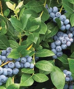 Garden Goods Direct Duke Blueberry Bush