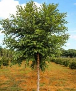 Garden Goods Direct Dura Heat River Birch Trees