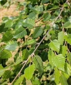 Garden Goods Direct Dura Heat River Birch Trees