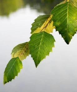 Garden Goods Direct Heritage River Birch