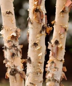 Garden Goods Direct Dura Heat River Birch Trees