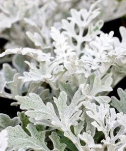 Garden Goods Direct Annuals Dusty Miller