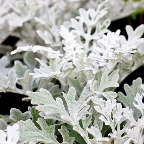 Garden Goods Direct Annuals Dusty Miller 1 Garden Goods Direct Annuals Dusty Miller