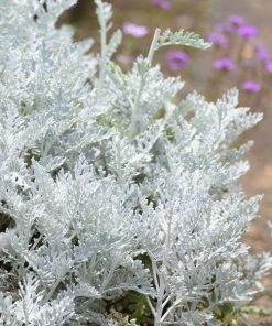 Garden Goods Direct Annuals Dusty Miller