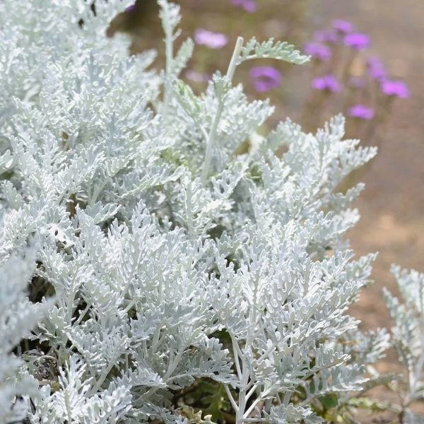 Garden Goods Direct Annuals Dusty Miller 2 Garden Goods Direct Annuals Dusty Miller