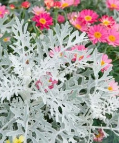 Garden Goods Direct Annuals Dusty Miller 6 Garden Goods Direct Annuals Dusty Miller