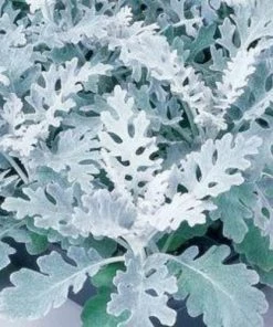 Garden Goods Direct Annuals Dusty Miller 7 Garden Goods Direct Annuals Dusty Miller