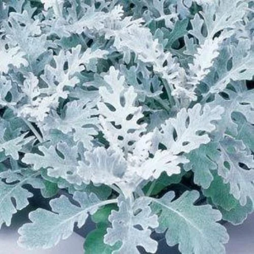Garden Goods Direct Annuals Dusty Miller 4 Garden Goods Direct Annuals Dusty Miller