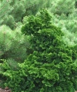 Garden Goods Direct Shrubs Dwarf Hinoki Cypress